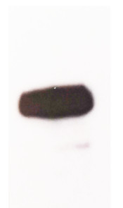GFP | Green Fluorescence Protein in the group Tag Antibodies / GFP/EGFP/BFP/CFP/YFP/RFP at Agrisera AB (Antibodies for research) (AS20 4443)